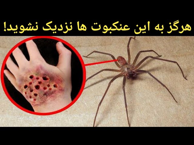 خطرناک ترین عنکبوت های دنیا که انسان را به کام مرگ می کشاند!!