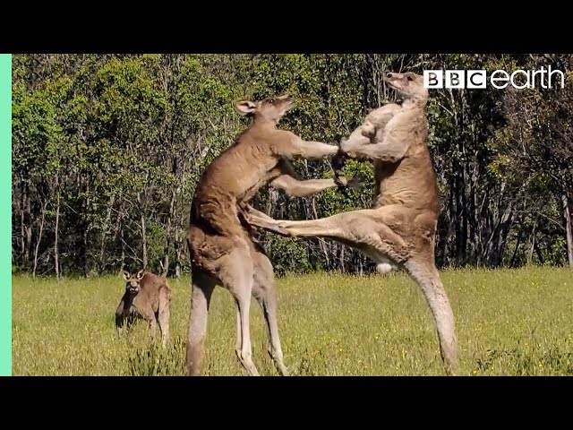 The Greatest Fights In The Animal Kingdom | Top 5 | BBC Earth
