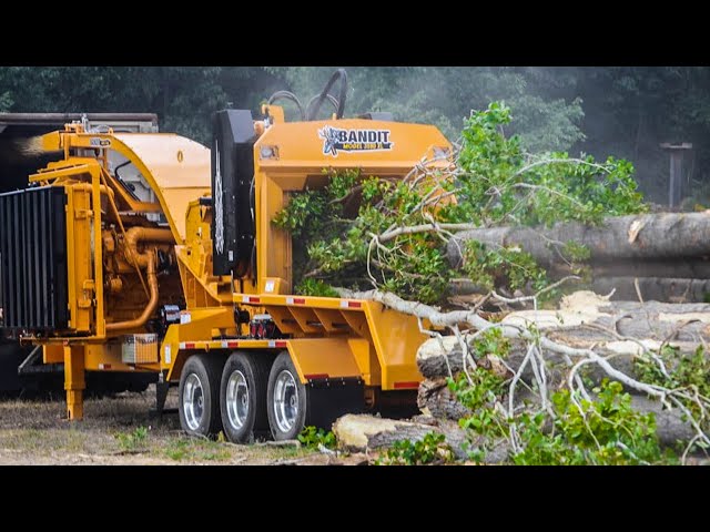 Fastest Whole Big Tree Drum Chipper Machines Working, Dangerous Brush Cutter Stump Removal Equipment
