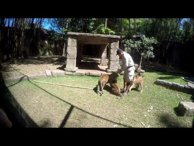 Young Tiger feeding at Australia Zoo, Australia