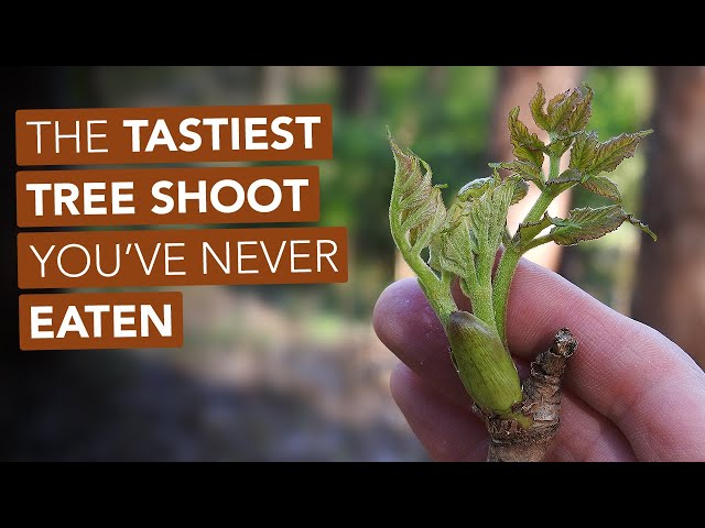 The Tastiest Tree Shoot You've Never Eaten