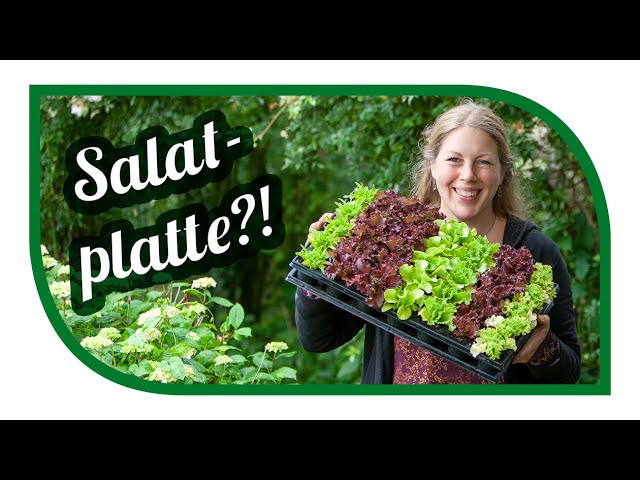 Salate anbauen | Schritt für Schritt Anleitung | Aussaat, Pikieren und Pflanzung