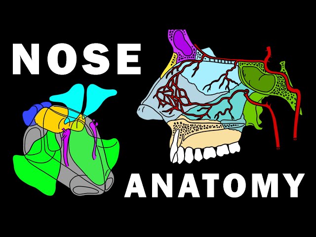 COMPLETE NOSE ANATOMY - Bones, Sinuses, Muscles, Vascular Supply, Innervation