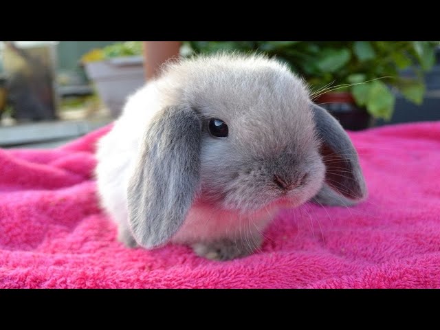 Cute Baby Rabbits Doing Funny Things - Best Of Baby Bunnies Compilation