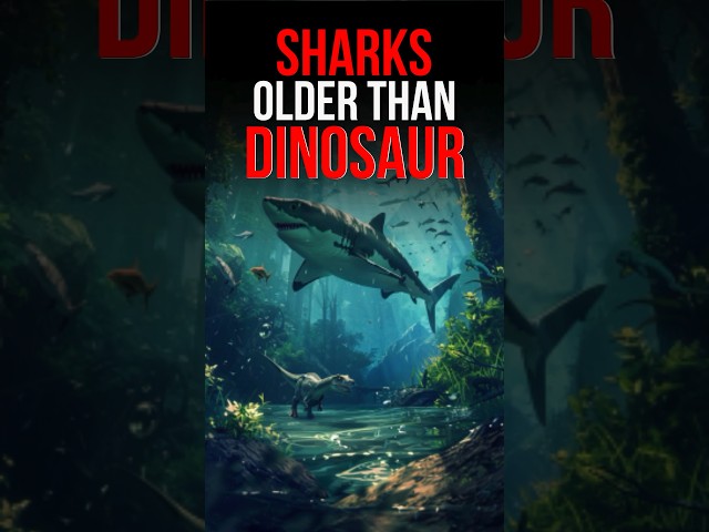 Are Sharks Older Than Dinosaurs? #shorts