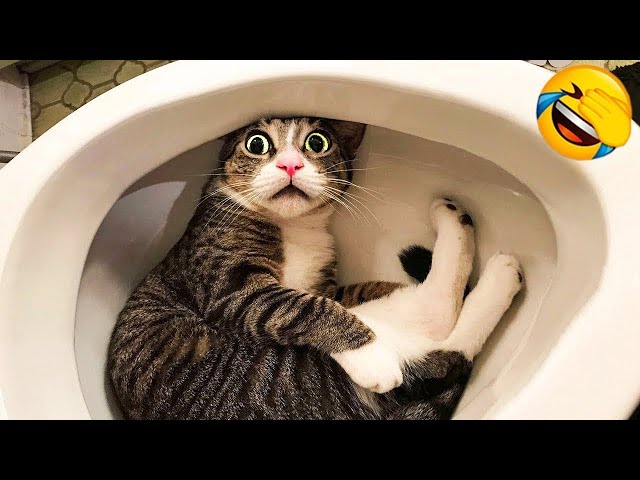 Trending Funny Animals 😍 Funniest Dogs and Cats 😹🐶 Part 6
