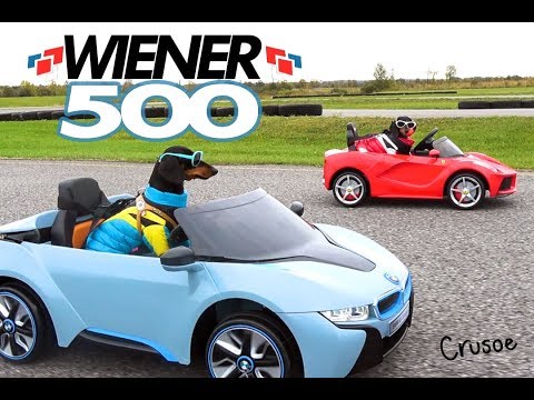 WIENER 500 - Wiener Dogs in Racing Cars