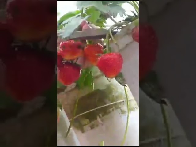Strawberry in small pot in terrace garden #shorts #video #Terrace garden