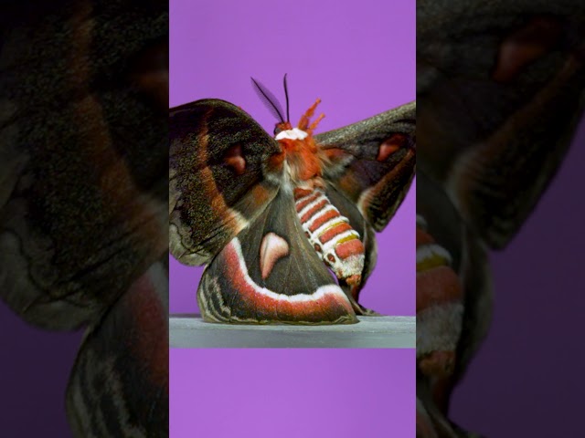 North America's biggest moth! #entomology #moths