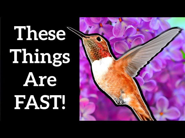 The Unbelievable Speed of a Hummingbird!