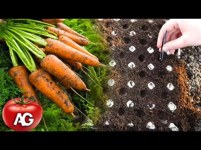 Genius way to sow carrots. No more carrot thinning or weeding from seed to harvest