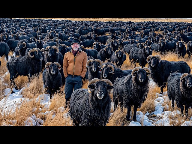 How American Farmers Raise Millions of Black Goats Every Year