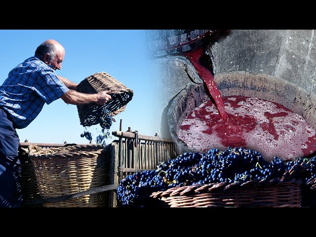 Artisan wine. Traditional process of the vine and its modernization | Lost Trades | Documentary film
