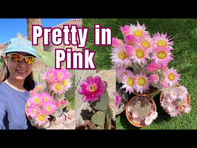 Cacti in Pink! A blooming video #cactus #cactusflowers
