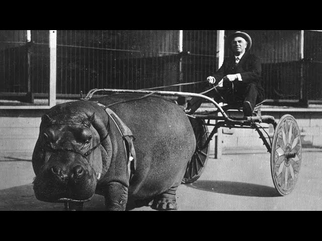 What is this Hippo Carriage? - History