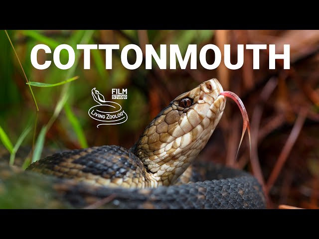 Venomous Florida cottonmouth, Water moccasin, pit viper species from the USA