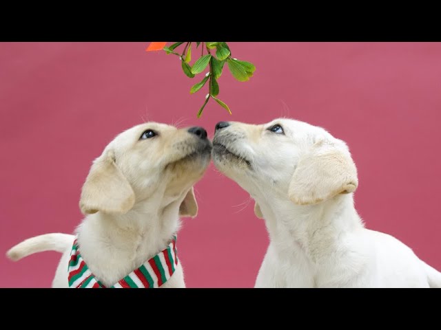 Mistletoe Puppies!