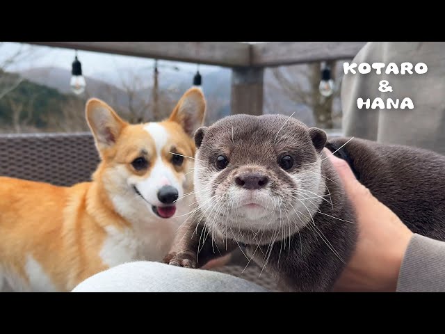 Otters Reunite with Their Dog Friend on Vacation!