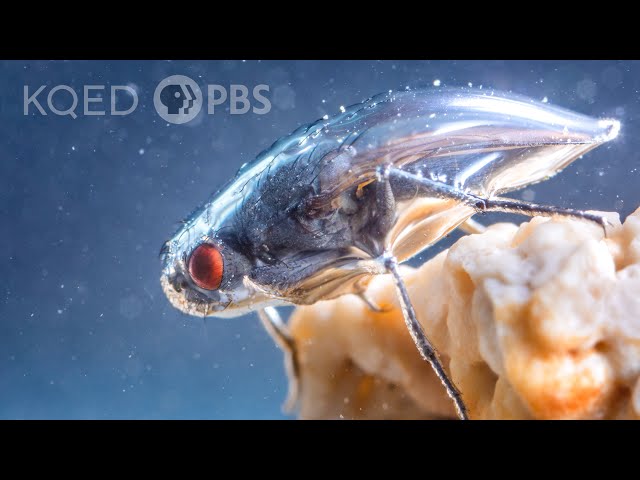 This Daring Fly Swims in a Shimmering Bubble Shield | Deep Look