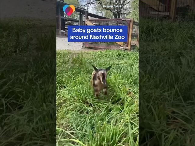 Baby goats bounce around Nashville zoo #shorts