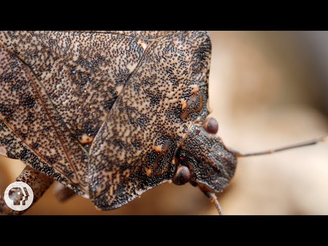 Samurai Wasps Say 'Smell Ya Later, Stink Bugs' | Deep Look