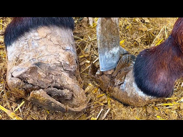 Rescue this lame donkey tortured by festering, cracked hooves