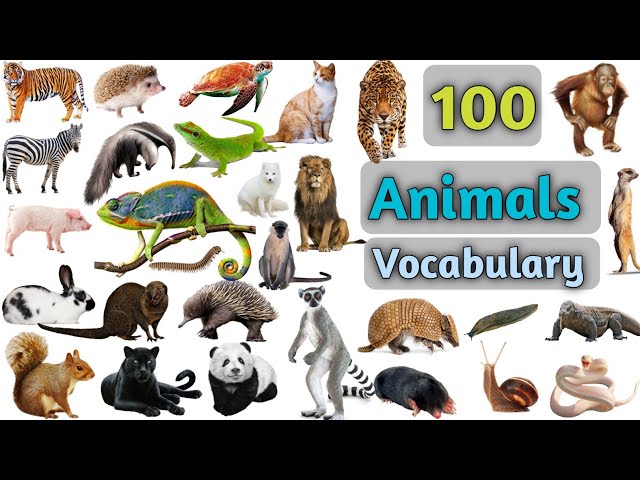 Animals Vocabulary In English ll 100 Animals Name In English With Pictures