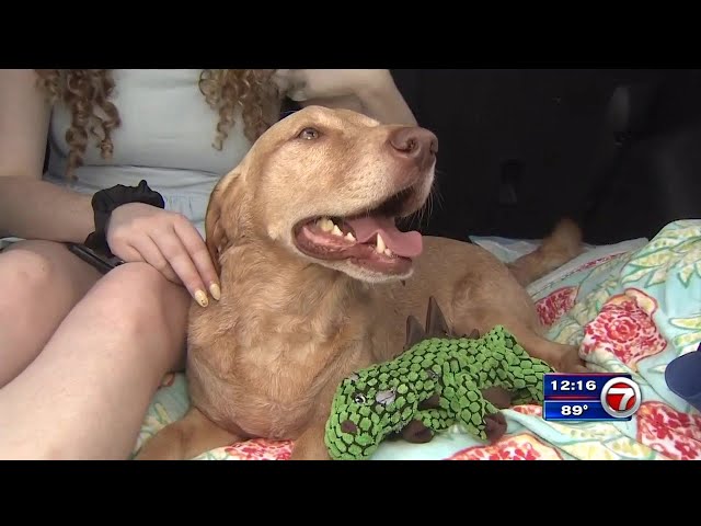 Aviation group owner donates plane to fly injured Surfside comfort dog home to Philadelphia