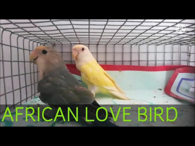 AFRICAN LOVE BIRD - Pura Nanban