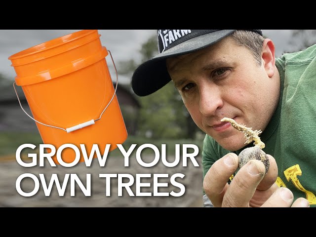 Growing Trees is the Ultimate Side Hustle