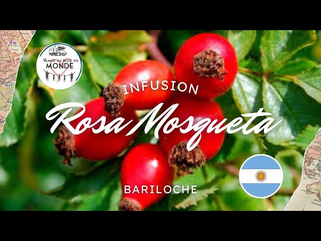 Infusion de Rosa Mosqueta 🍵🍵🍵🏵️