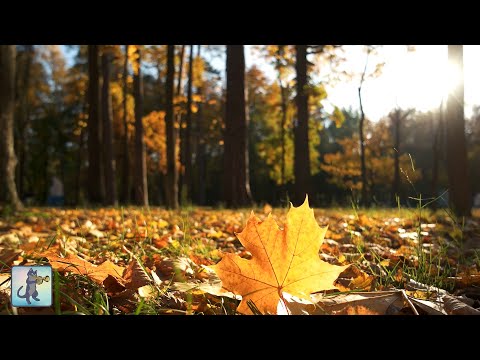 🍂 Autumn Videos
