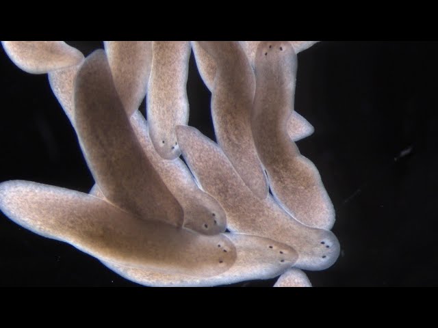 What Planarians Are Revealing About the Rules of Regeneration