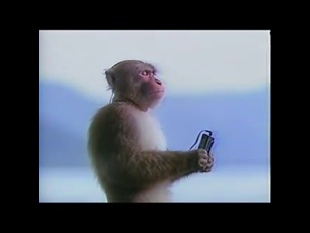 Monkey listening to Tin Foil Tom