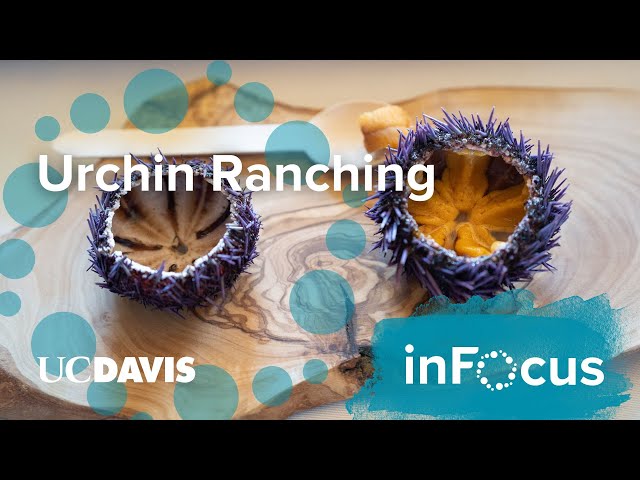 Urchin Ranching Can Improve Kelp Beds
