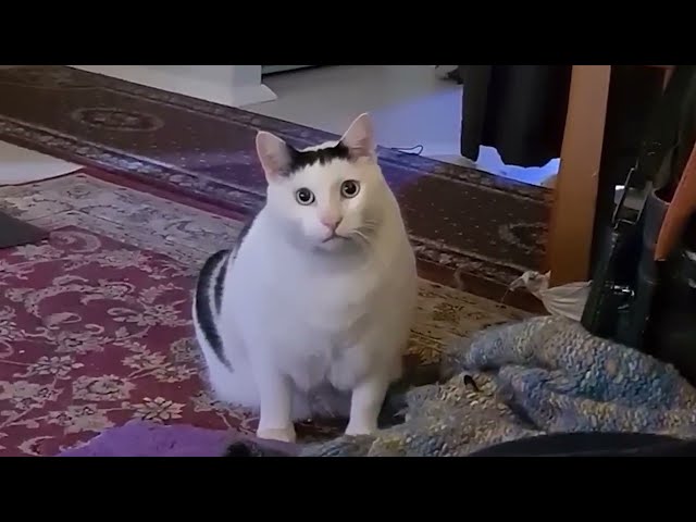 Cat Saying Huh! Weird Cat Memes