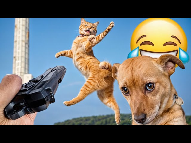 Try Not To Laugh Challenge😁Funny and Cute CAT Videos Compilation 2024😻🐶#5
