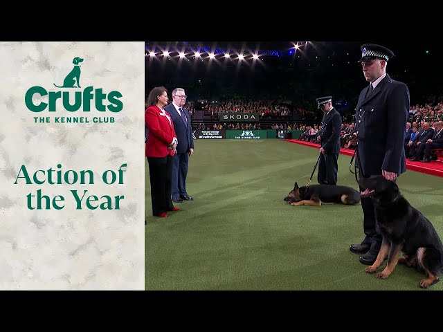 Police Dog Team Operational and Humanitarian Action of The Year Award | Crufts 2024