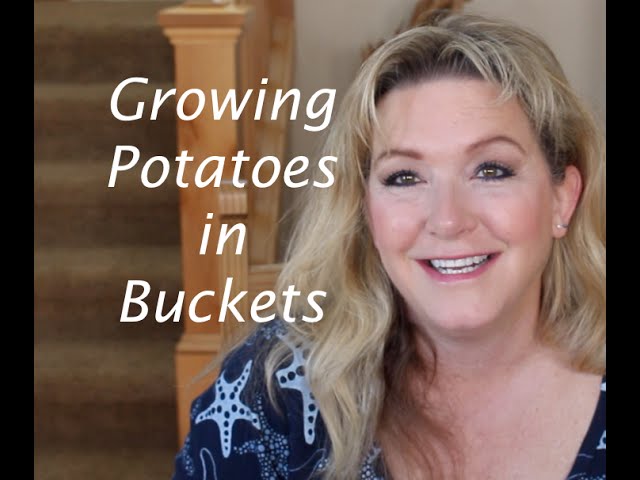 Growing Potatoes in Buckets