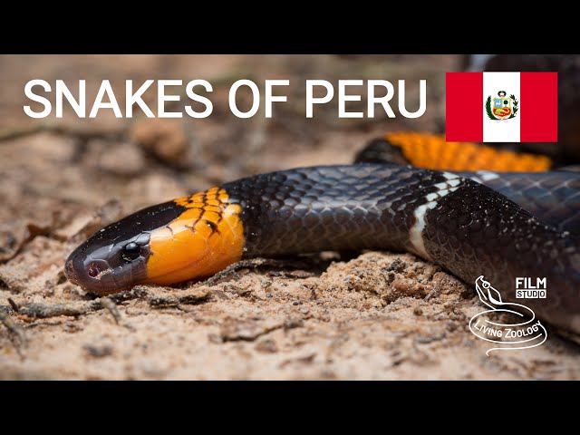 Snakes of Peru, 5 species from the Amazon rainforest, bushmaster, tree boa, coral snake and more