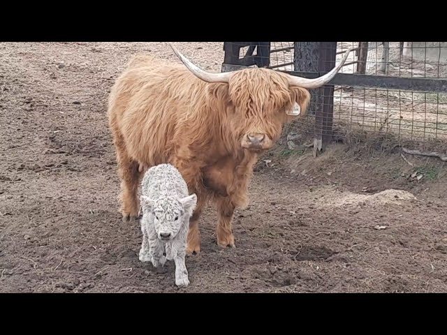 Mary Ann gives us adorable calf #3