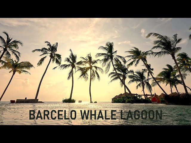 Maldives 2024 - Barcelo Whale Lagoon