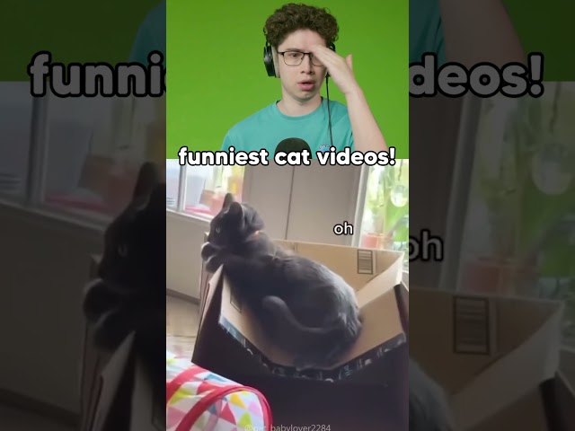 FUNNIEST Cat Videos Of 2024😂 #reaction