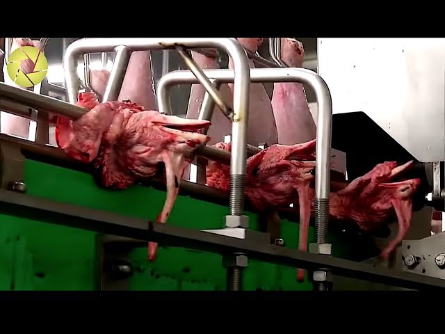 Inside The Meat Factory | Incredible Process Worth Watching | Poultry Processing Plant