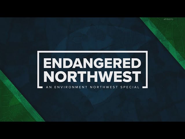 Endangered Northwest: The impact of the Endangered Species Act, 50 years later