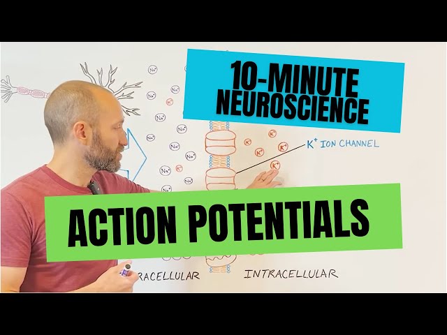 10-Minute Neuroscience: Action Potentials
