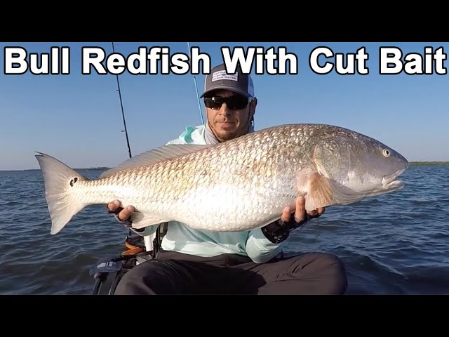 How To Catch Bull Redfish (Cut Bait Tips)