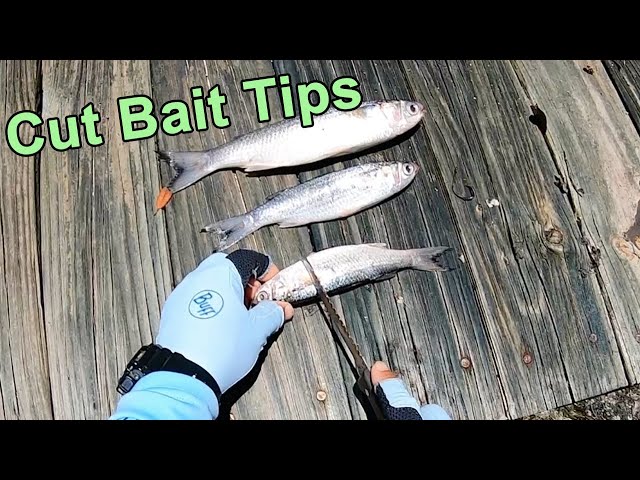 How to Cut Up Baitfish (For More Redfish, Snook, Black Drum & Tarpon)