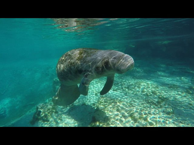Florida Travel: Swim with a Manatee in Crystal River