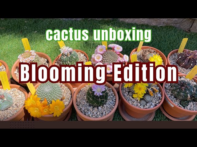 Blooming Cactus Unboxing | #plantaseca